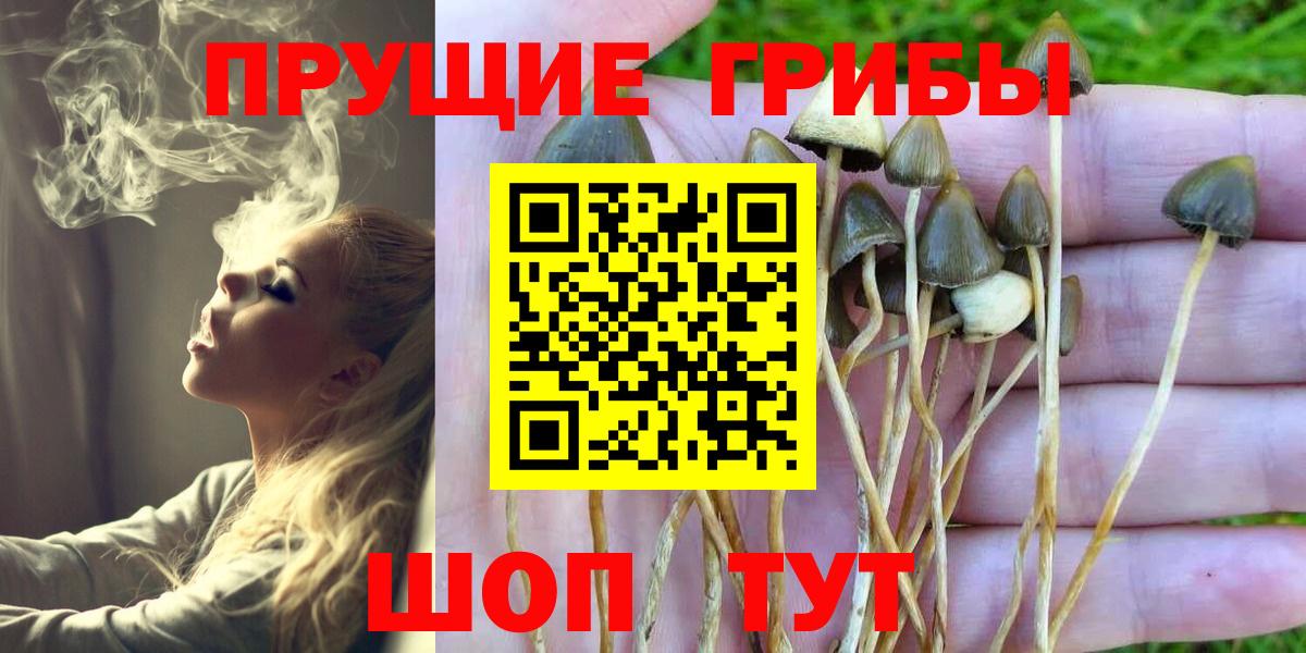 купить наркотики сайты  Вход с VPN  Волжский  Псилоцибиновые грибы Psilocybine cubensis 